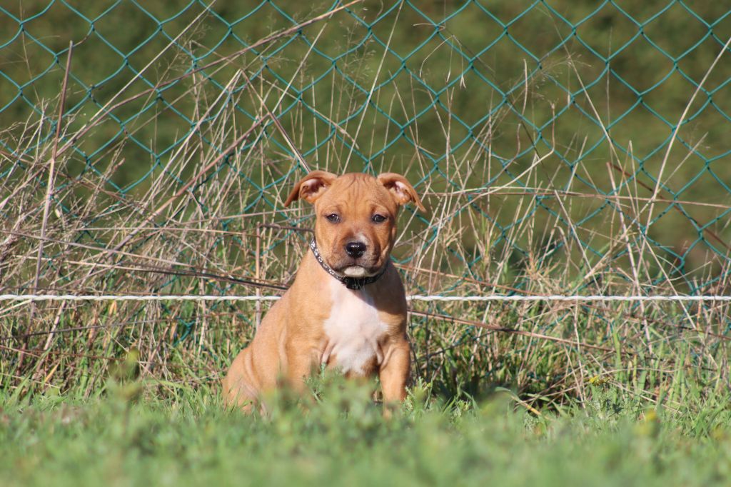 Of The Fara Family - Chiot disponible  - American Staffordshire Terrier
