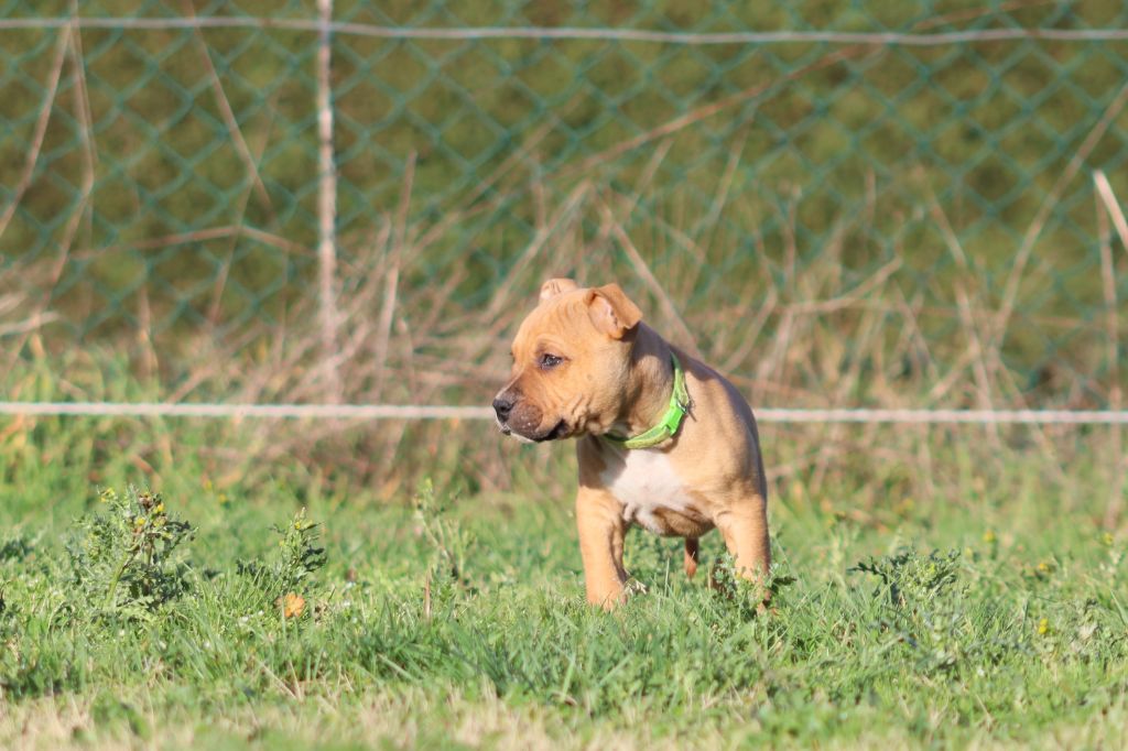 Of The Fara Family - Chiot disponible  - American Staffordshire Terrier