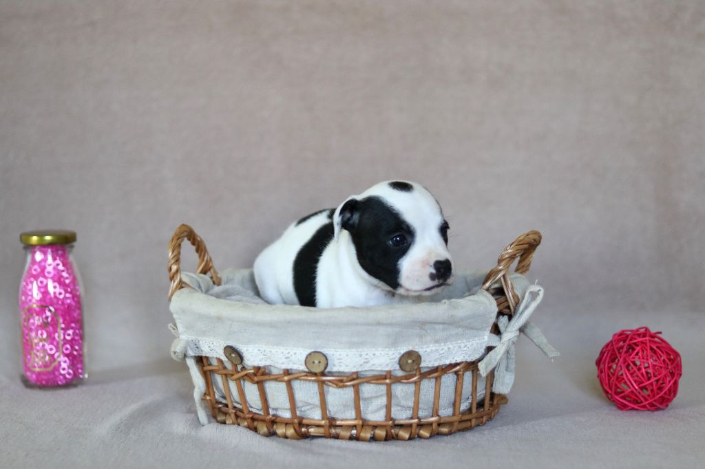 Of The Fara Family - Chiot disponible  - Staffordshire Bull Terrier