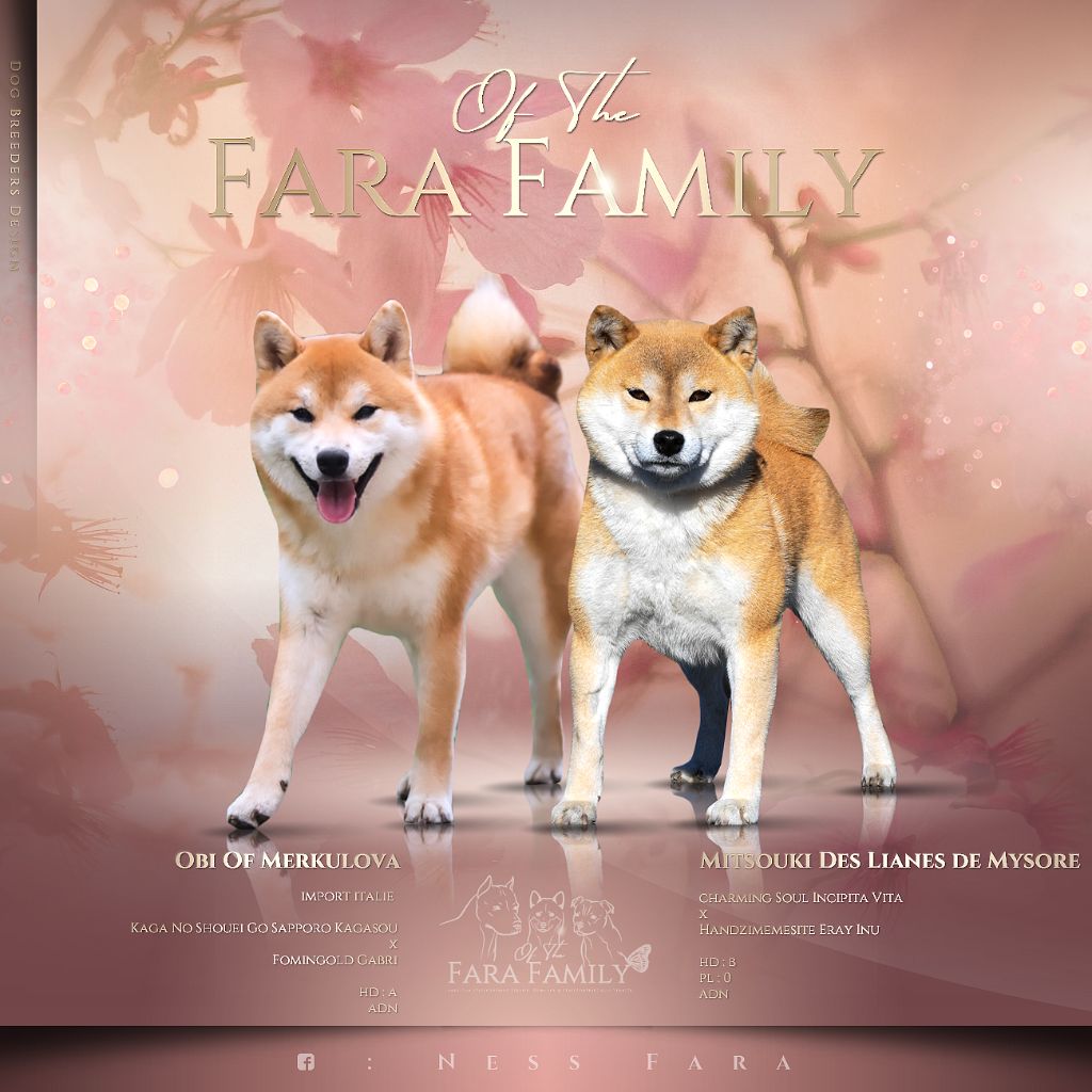 chiot Shiba Of The Fara Family