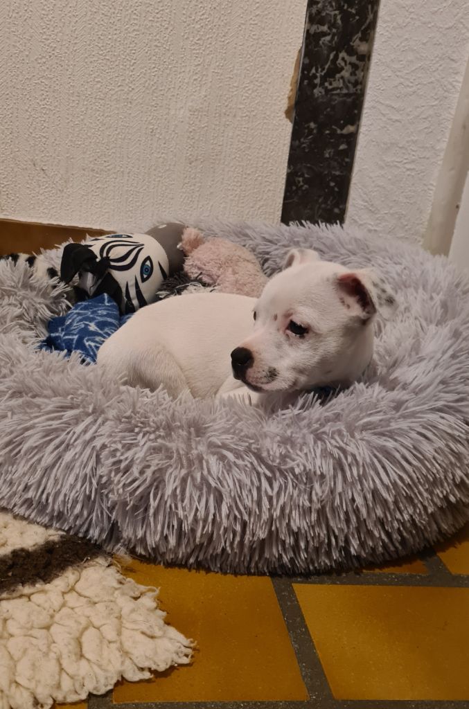 Of The Fara Family - Chiot disponible  - Staffordshire Bull Terrier