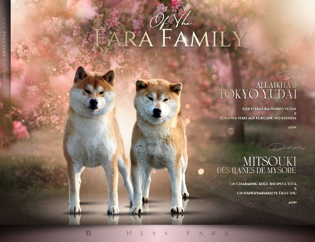 chiot Shiba Of The Fara Family