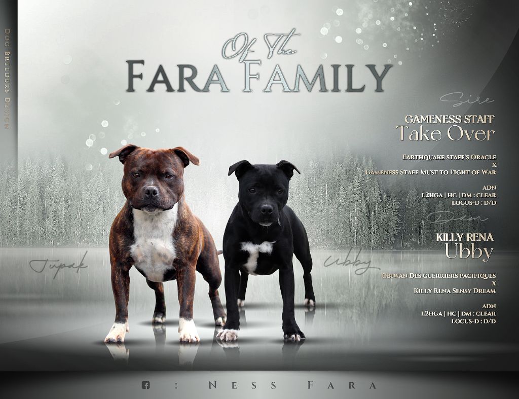 chiot Staffordshire Bull Terrier Of The Fara Family