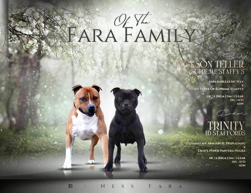 chiot Staffordshire Bull Terrier Of The Fara Family
