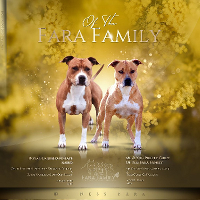 Of The Fara Family - American Staffordshire Terrier - Portée née le 12/03/2023