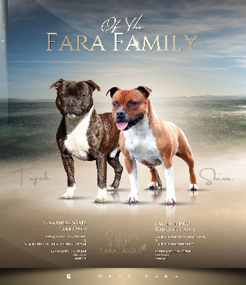 Of The Fara Family - Staffordshire Bull Terrier - Portée née le 30/06/2023