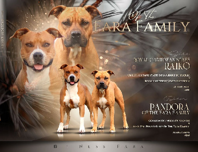 Of The Fara Family - American Staffordshire Terrier - Portée née le 03/12/2023
