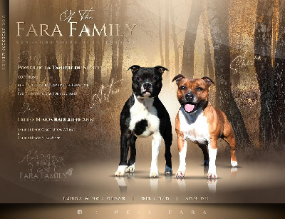 Of The Fara Family - Staffordshire Bull Terrier - Portée née le 13/10/2022