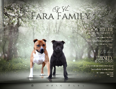 Of The Fara Family - Staffordshire Bull Terrier - Portée née le 21/04/2024