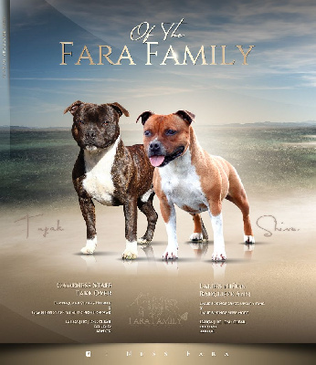 Of The Fara Family - Staffordshire Bull Terrier - Portée née le 11/09/2024