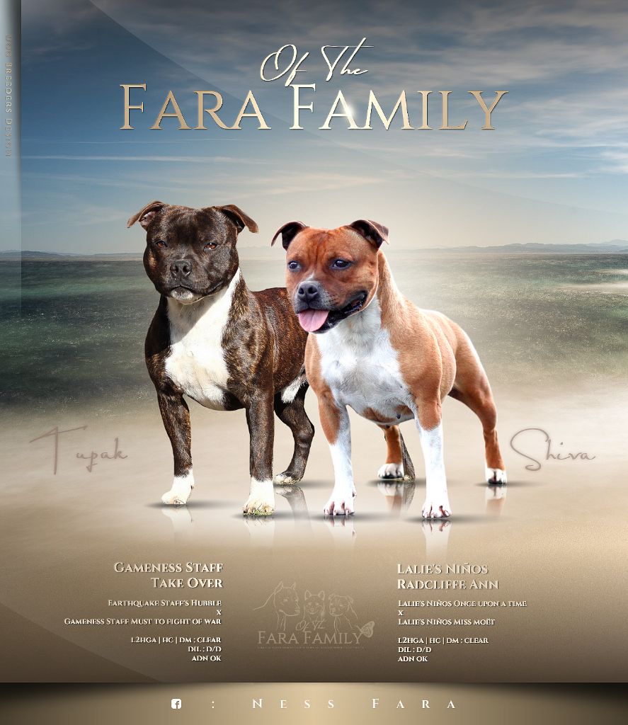 chiot Staffordshire Bull Terrier Of The Fara Family