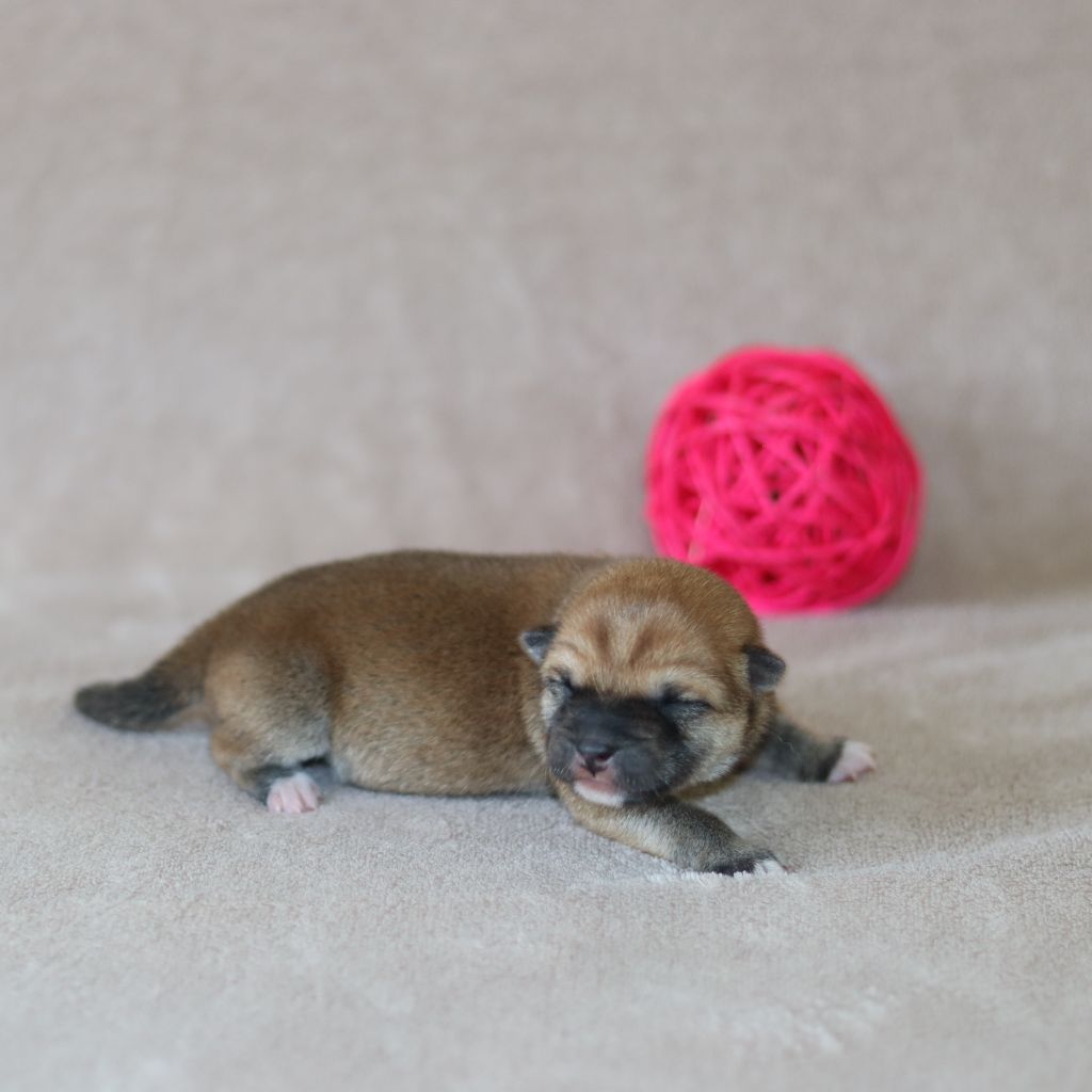 Of The Fara Family - Chiots disponibles - Shiba