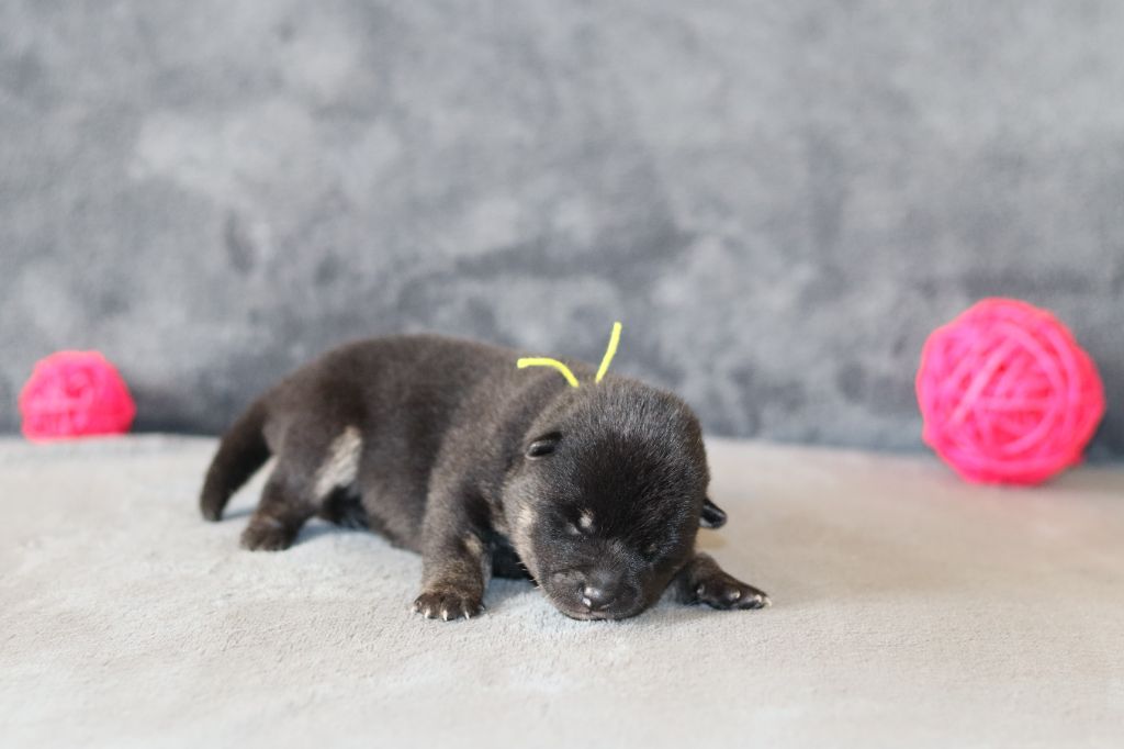 Of The Fara Family - Chiots disponibles - Shiba