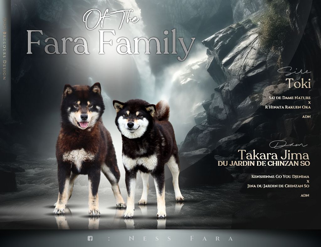 Chiot Shiba Of The Fara Family