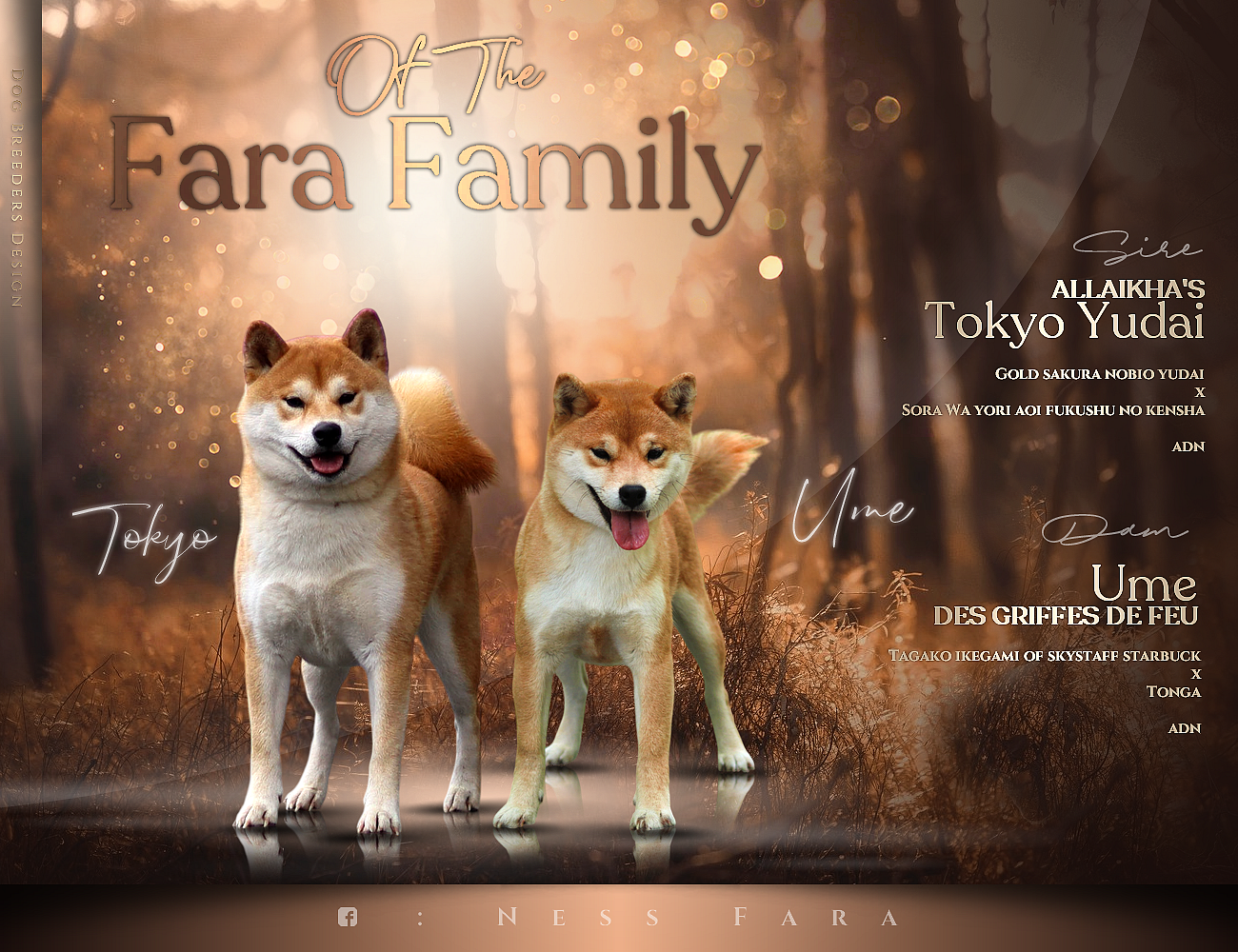 Of The Fara Family - Shiba - Portée née le 11/11/2025