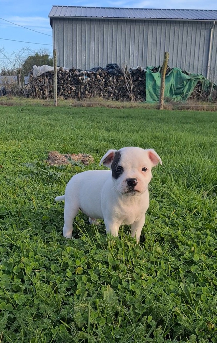 Of The Fara Family - Chiots disponibles - Staffordshire Bull Terrier