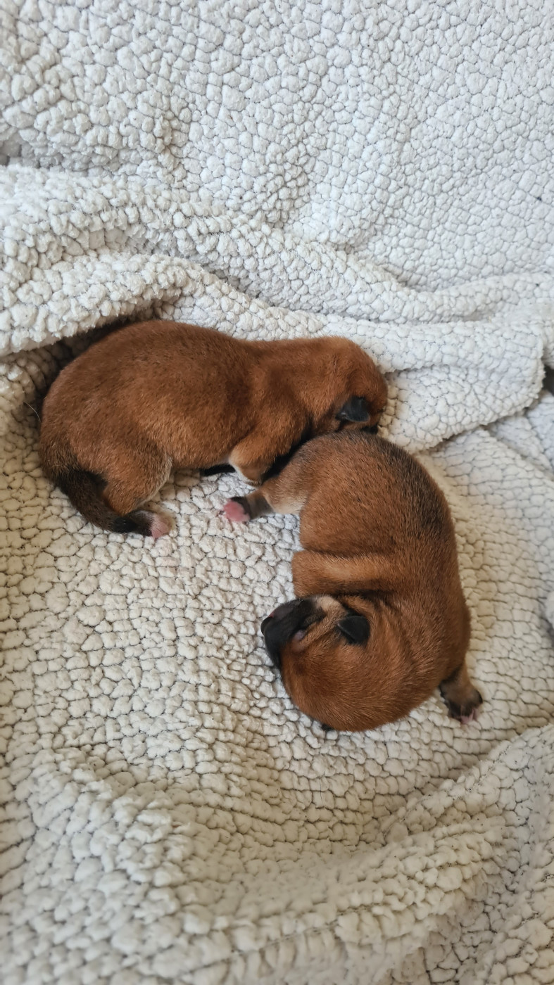 Of The Fara Family - Chiots disponibles - Shiba
