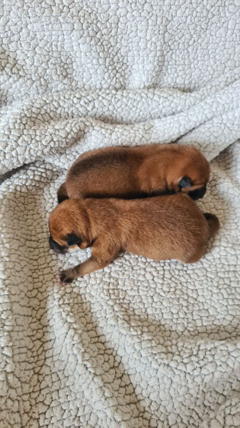 Of The Fara Family - Chiots disponibles - Shiba