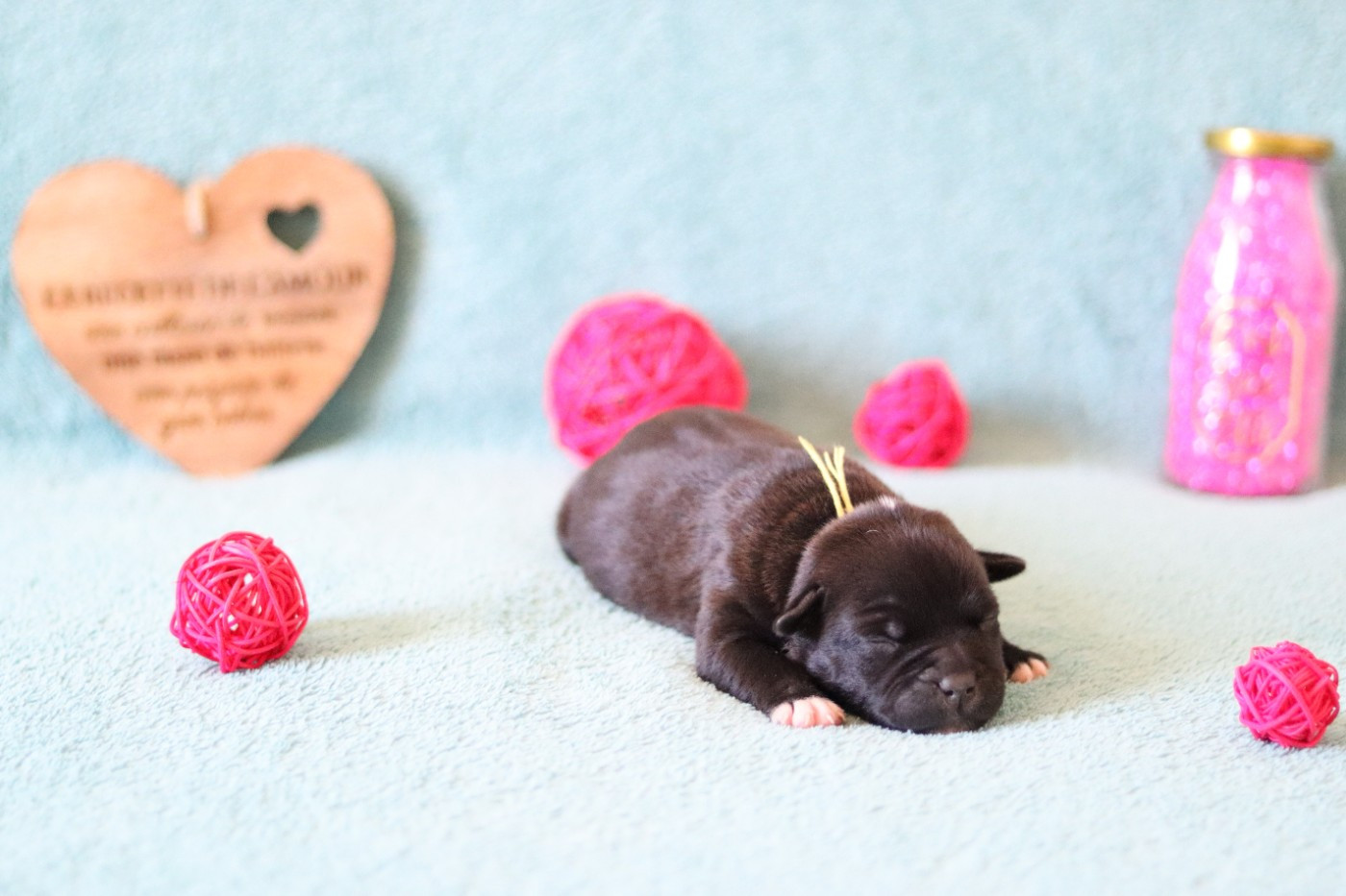 Of The Fara Family - Chiots disponibles - Staffordshire Bull Terrier
