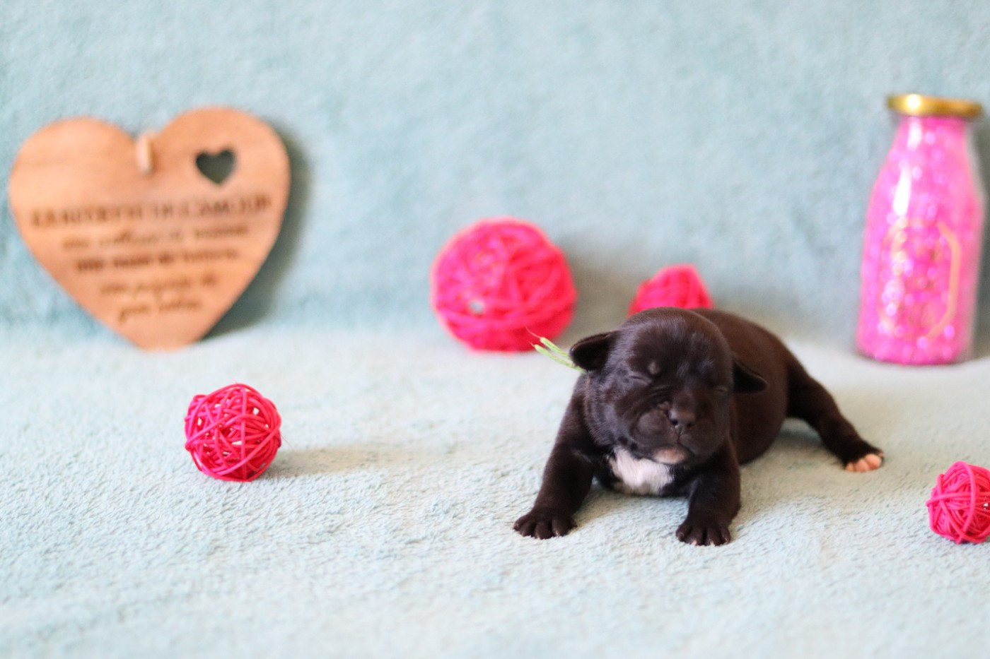 Of The Fara Family - Chiots disponibles - Staffordshire Bull Terrier
