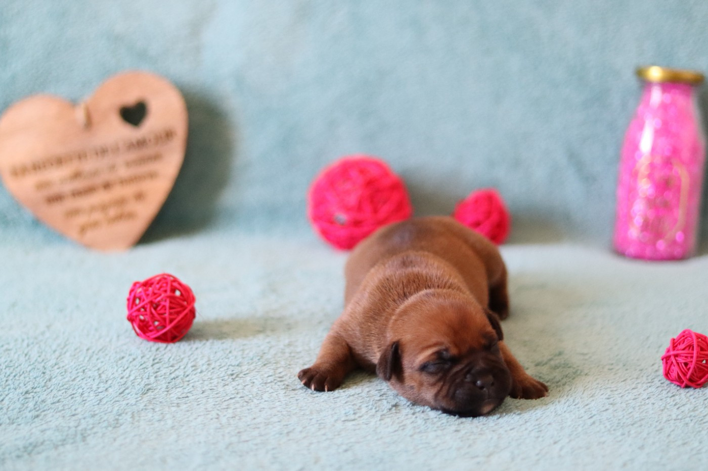 Of The Fara Family - Chiots disponibles - Staffordshire Bull Terrier
