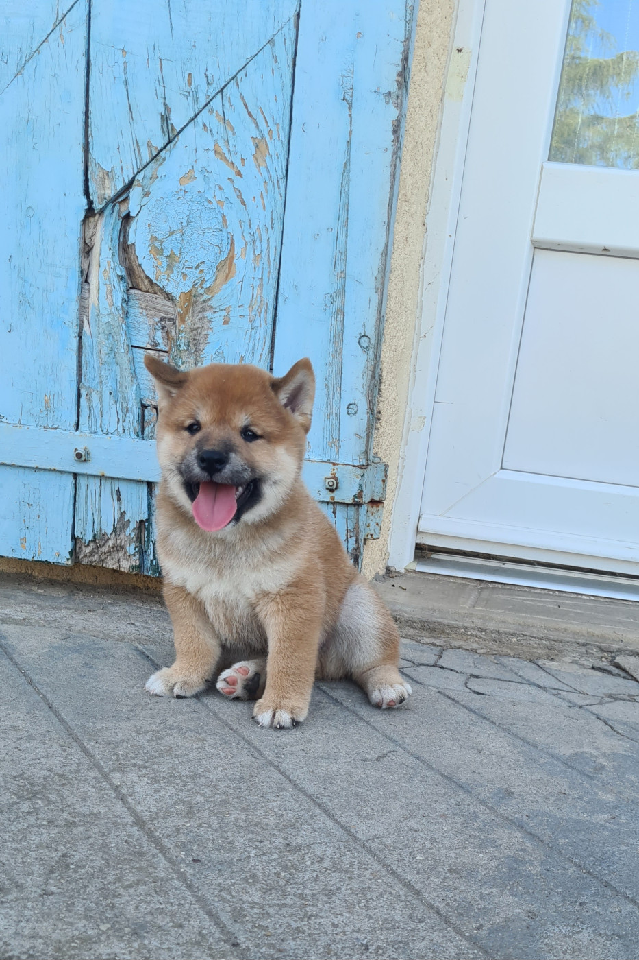 Of The Fara Family - Chiots disponibles - Shiba