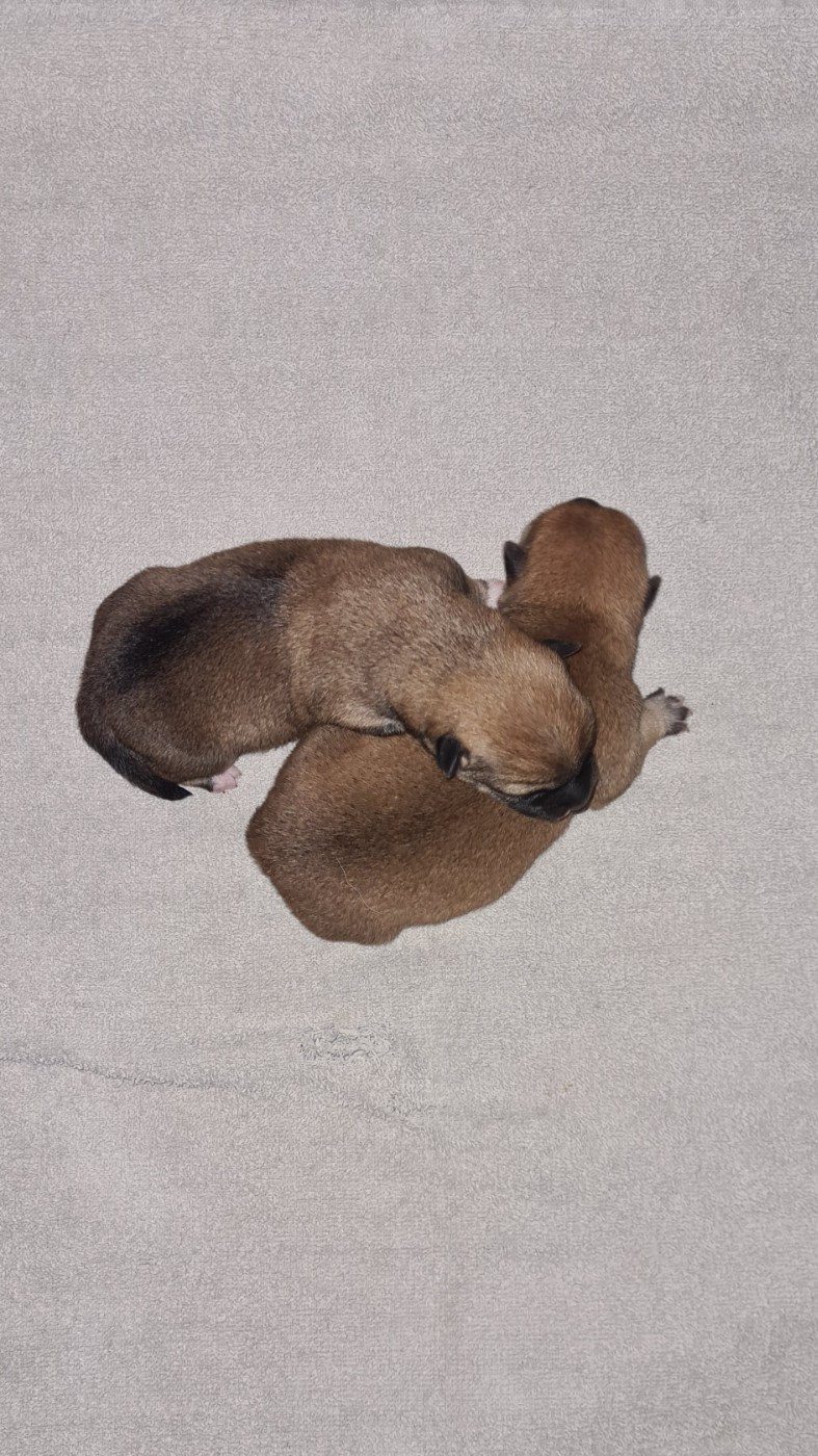 Of The Fara Family - Chiots disponibles - Shiba
