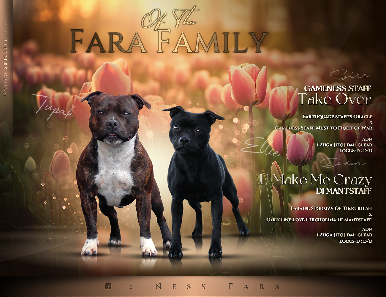 Chiot Staffordshire Bull Terrier Of The Fara Family