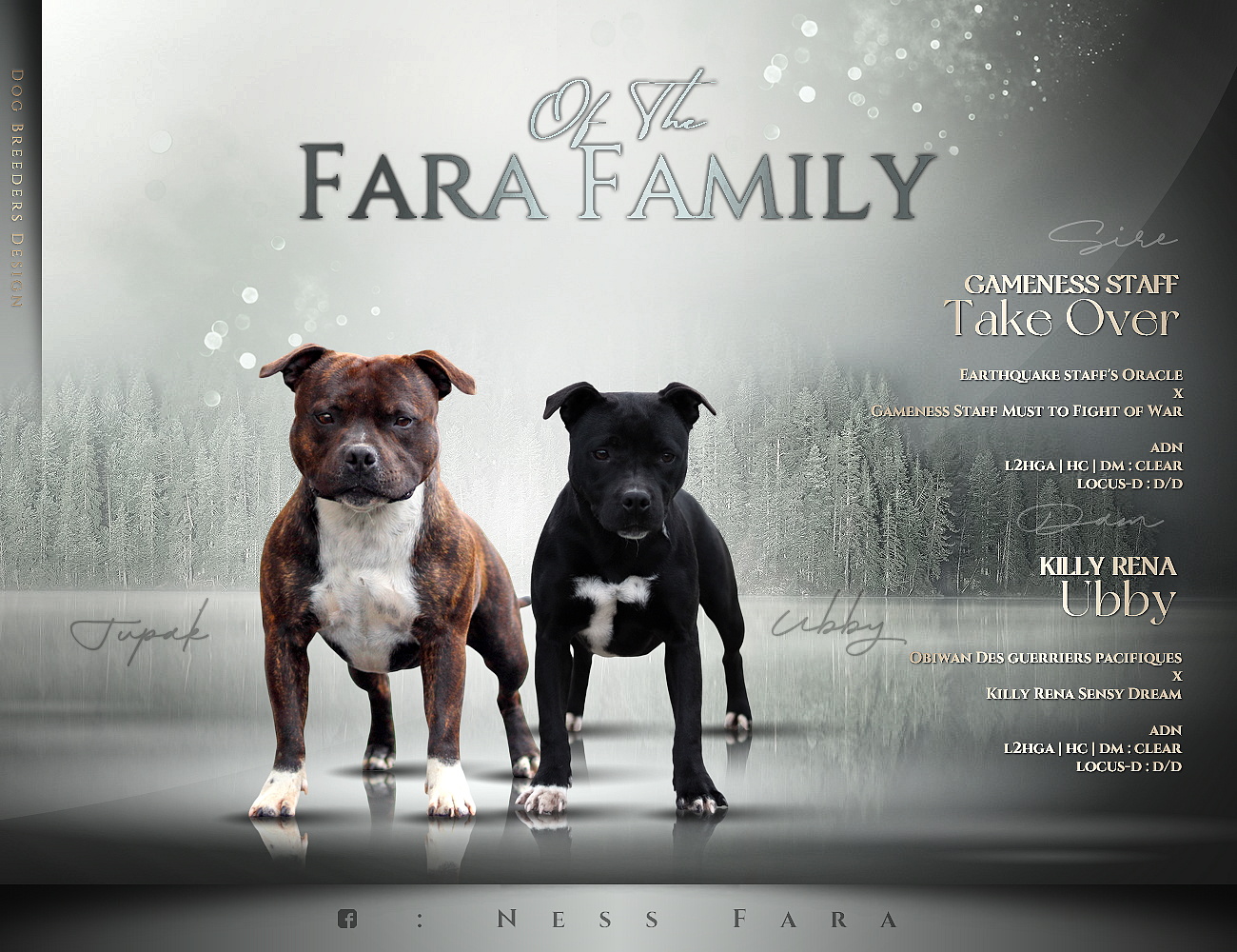 Chiot Staffordshire Bull Terrier Of The Fara Family