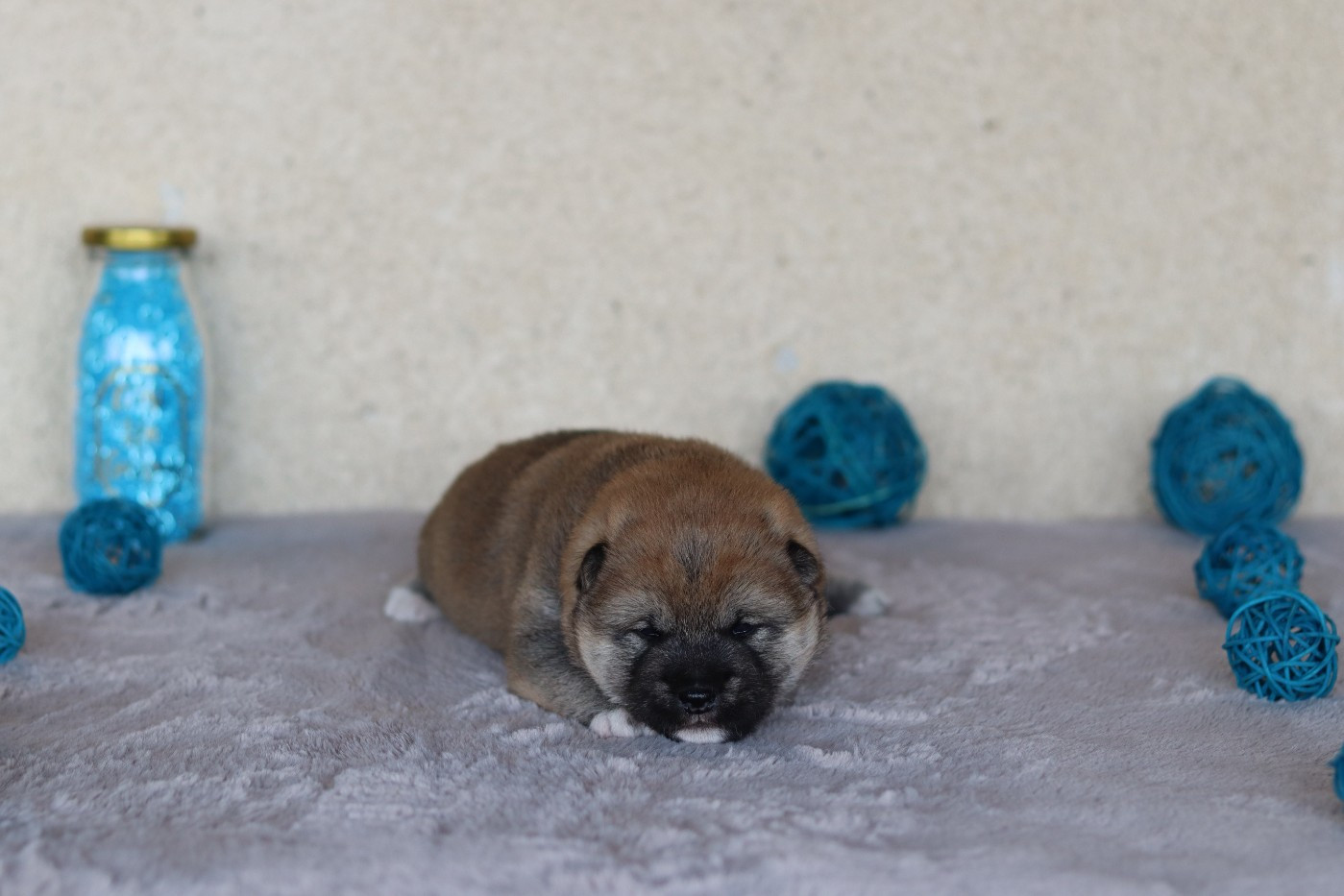 Of The Fara Family - Chiots disponibles - Shiba