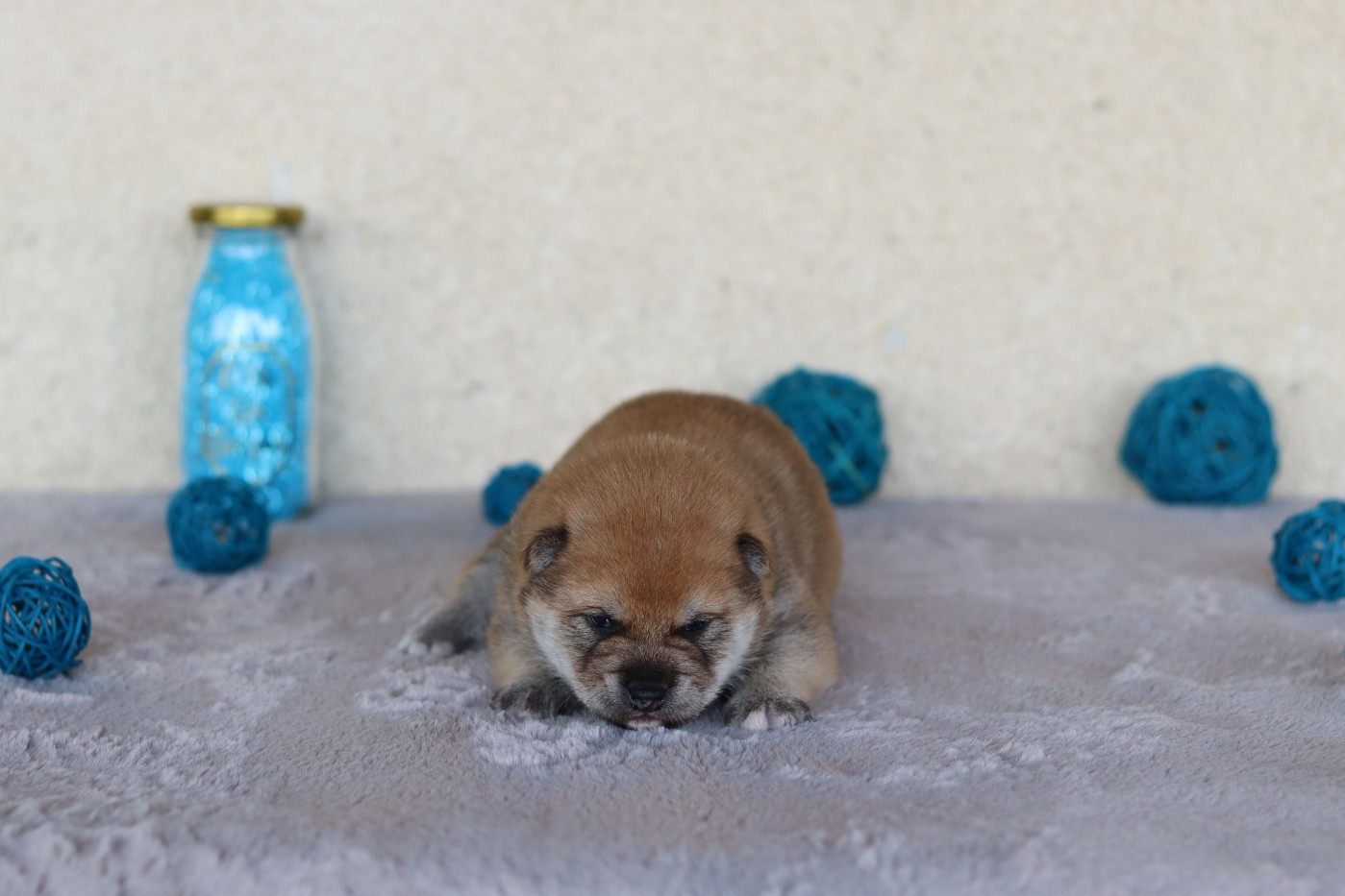 Of The Fara Family - Chiots disponibles - Shiba