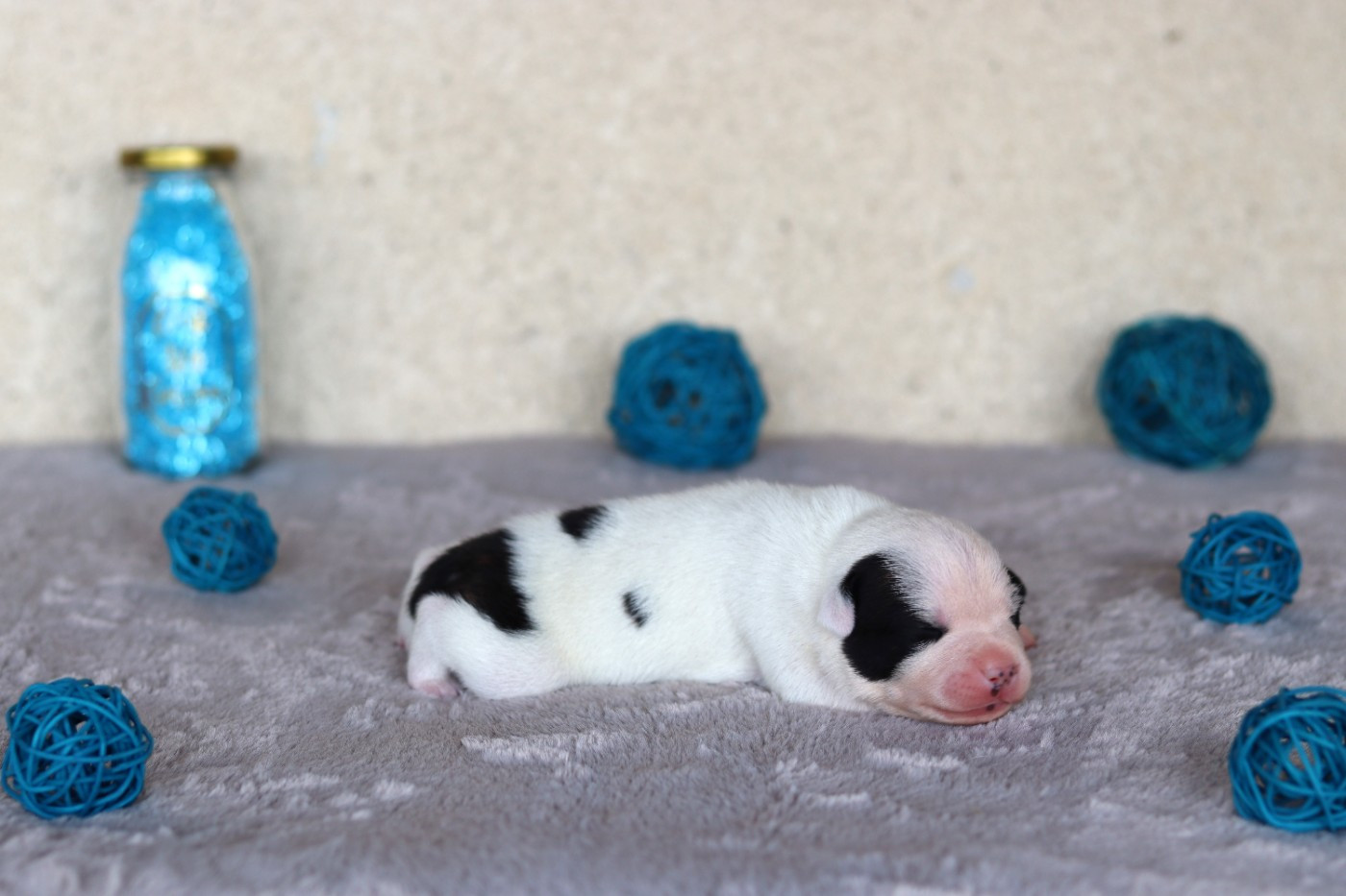 Of The Fara Family - Chiots disponibles - Staffordshire Bull Terrier