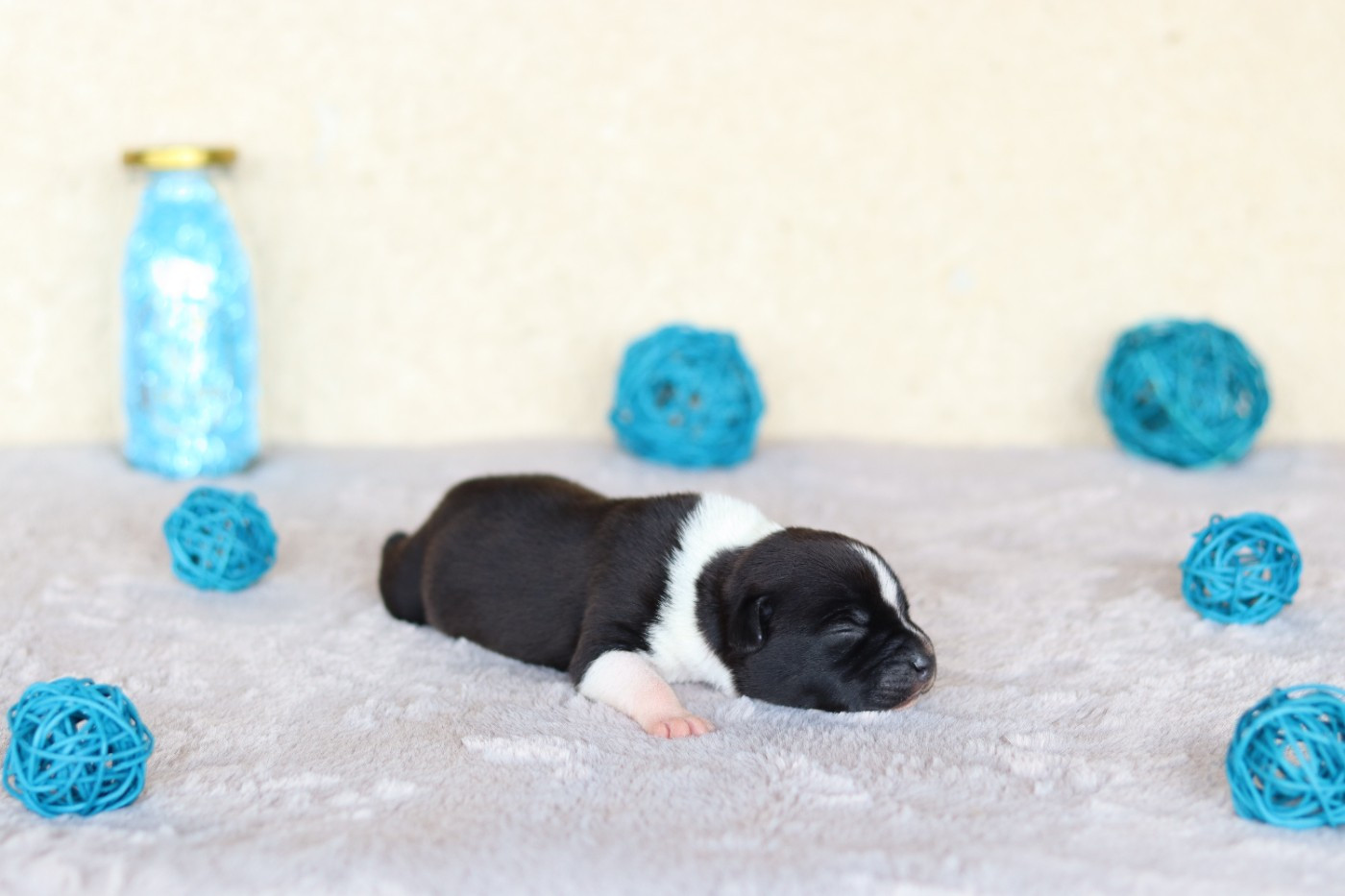 Of The Fara Family - Chiots disponibles - Staffordshire Bull Terrier