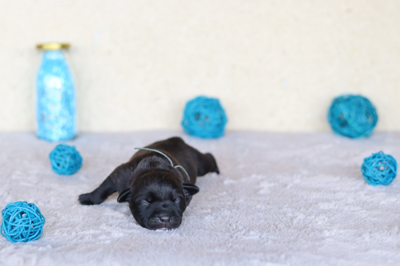 Of The Fara Family - Chiots disponibles - Staffordshire Bull Terrier