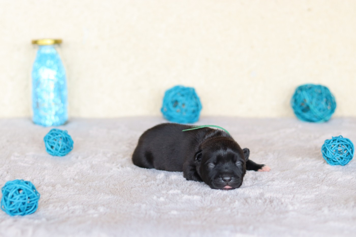 Of The Fara Family - Chiots disponibles - Staffordshire Bull Terrier