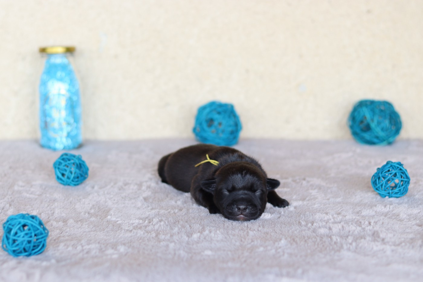 Of The Fara Family - Chiots disponibles - Staffordshire Bull Terrier