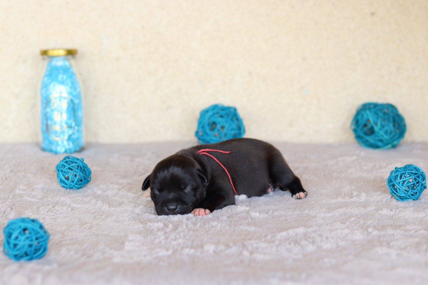Of The Fara Family - Chiots disponibles - Staffordshire Bull Terrier