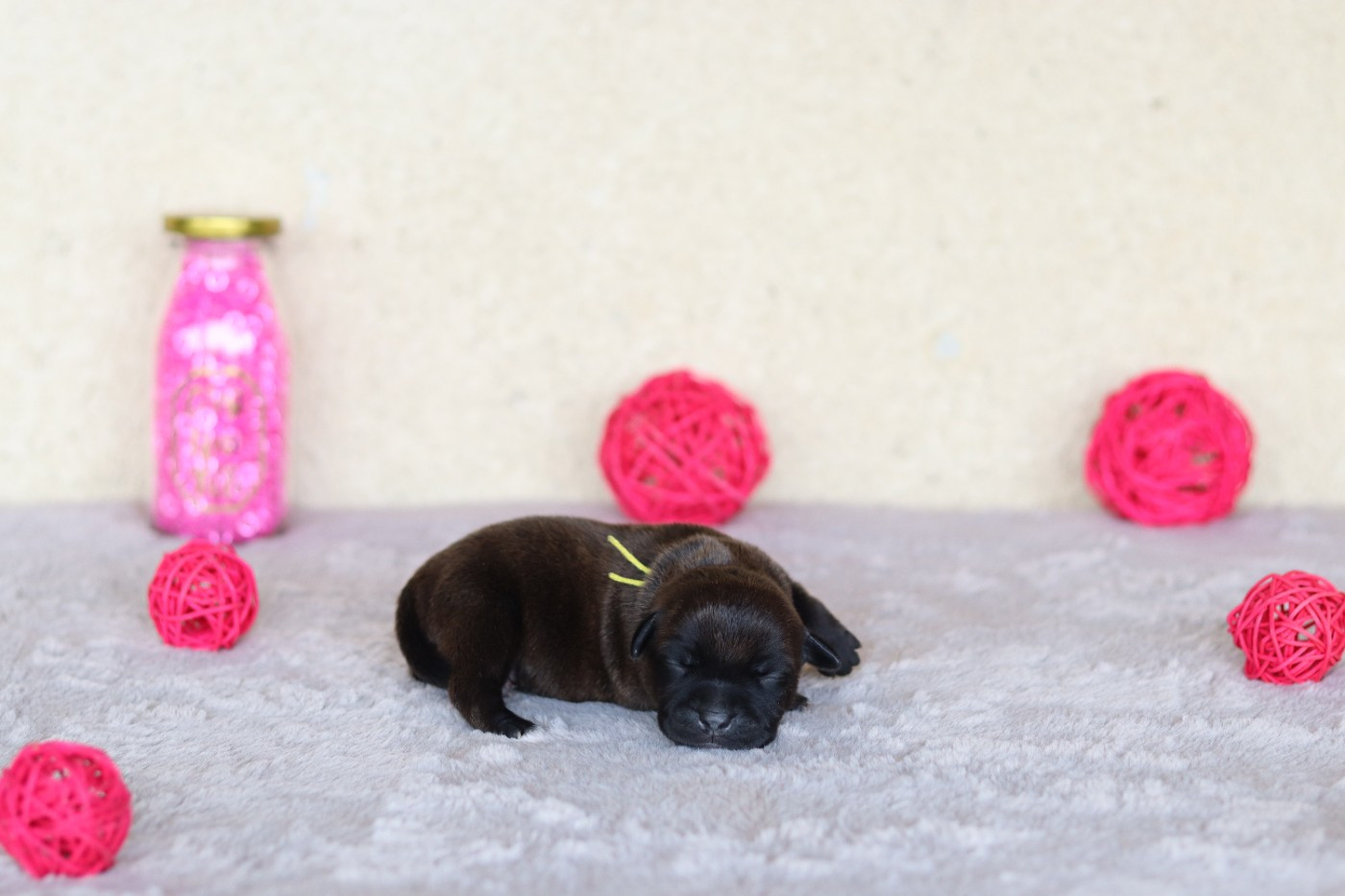 Of The Fara Family - Chiots disponibles - Staffordshire Bull Terrier