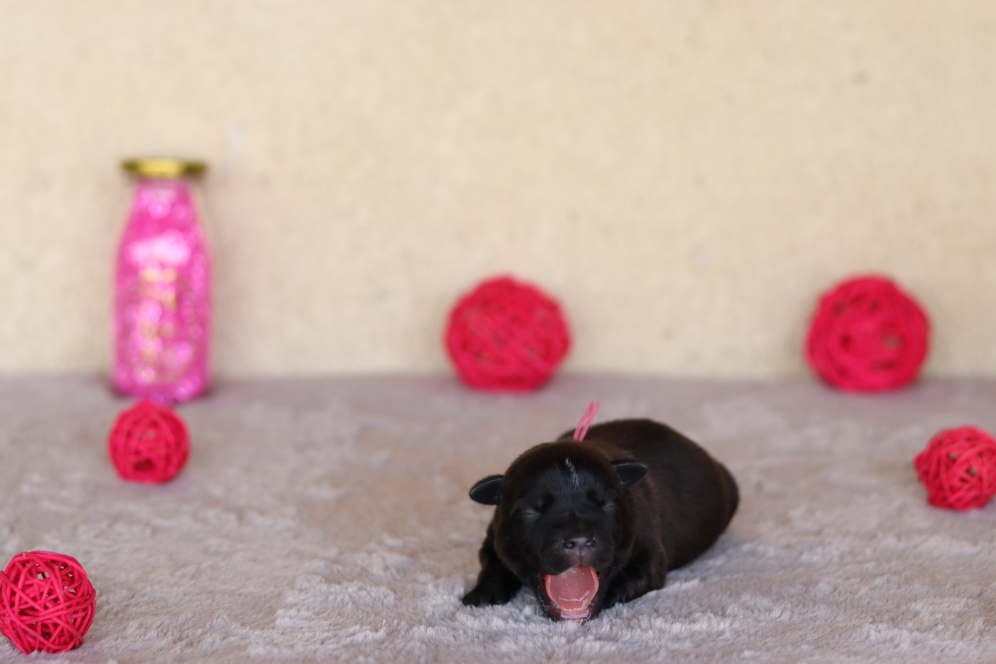 Of The Fara Family - Chiots disponibles - Staffordshire Bull Terrier