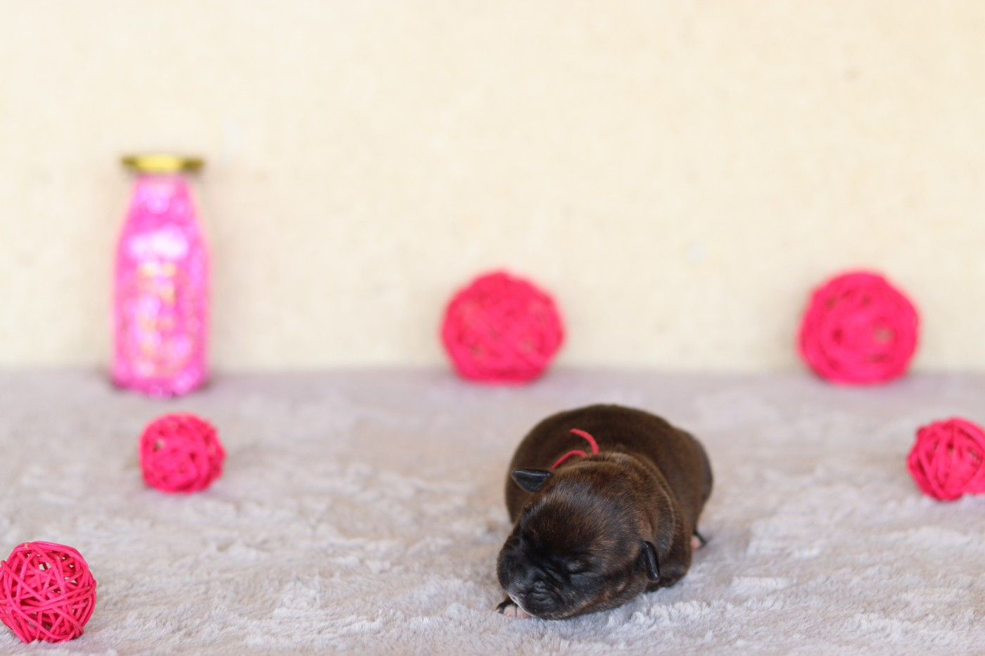 Of The Fara Family - Chiots disponibles - Staffordshire Bull Terrier