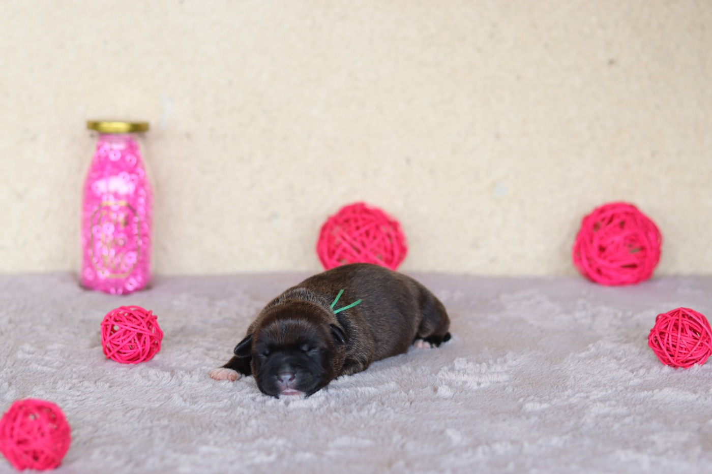 Of The Fara Family - Chiots disponibles - Staffordshire Bull Terrier