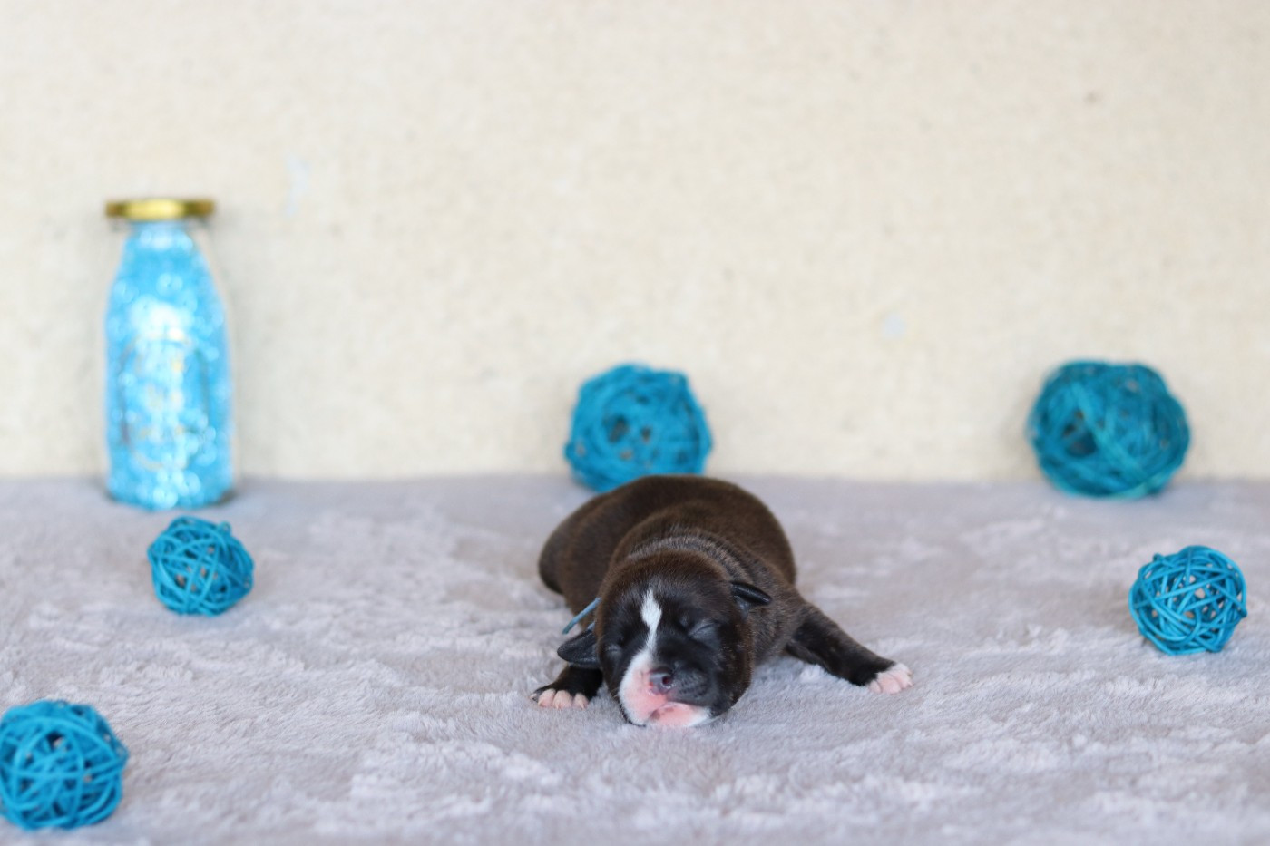Of The Fara Family - Chiots disponibles - Staffordshire Bull Terrier