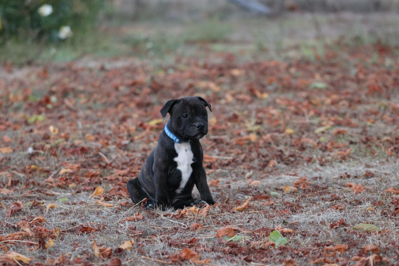 Of The Fara Family - Chiots disponibles - Staffordshire Bull Terrier