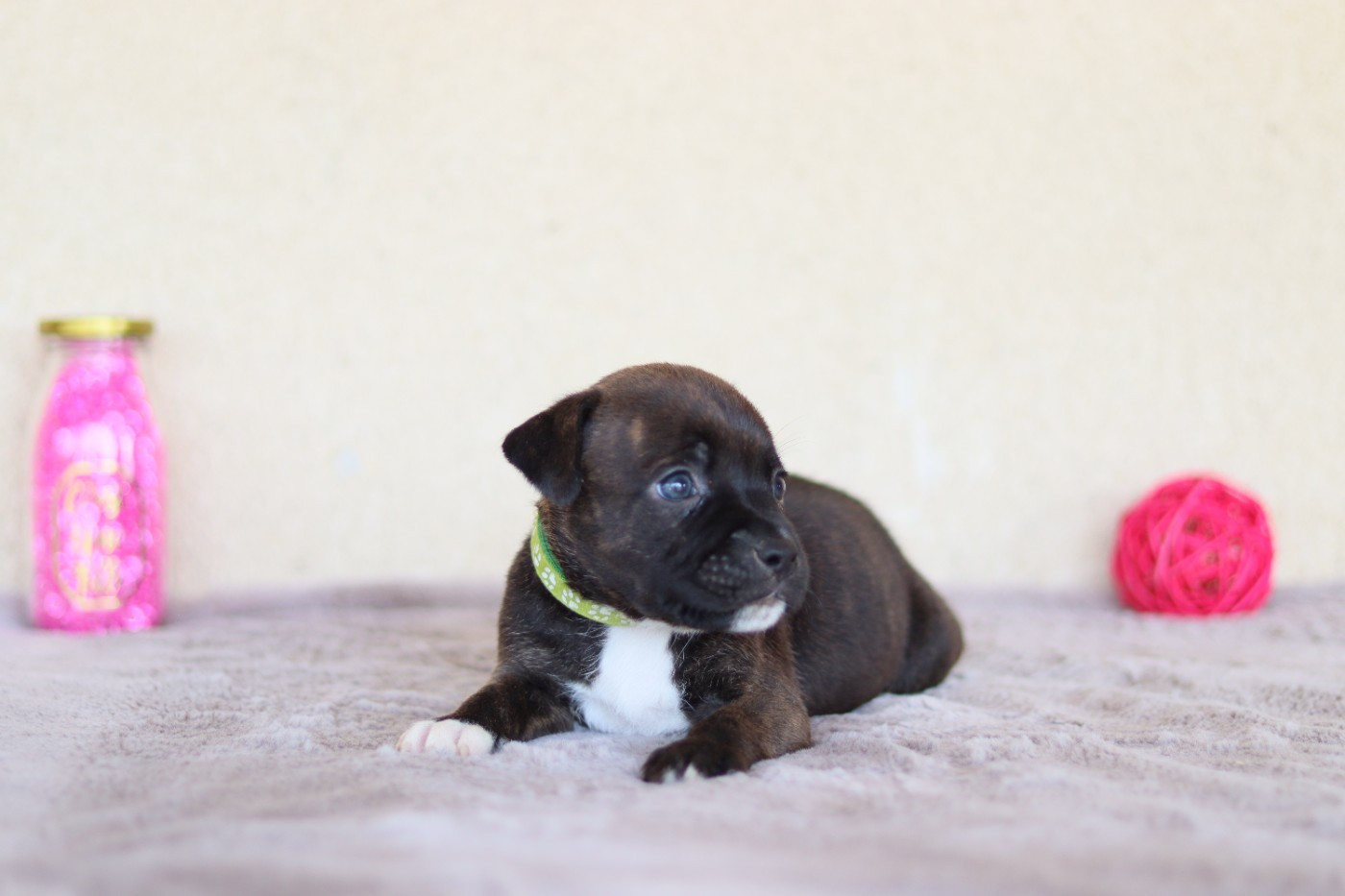 Of The Fara Family - Chiots disponibles - Staffordshire Bull Terrier