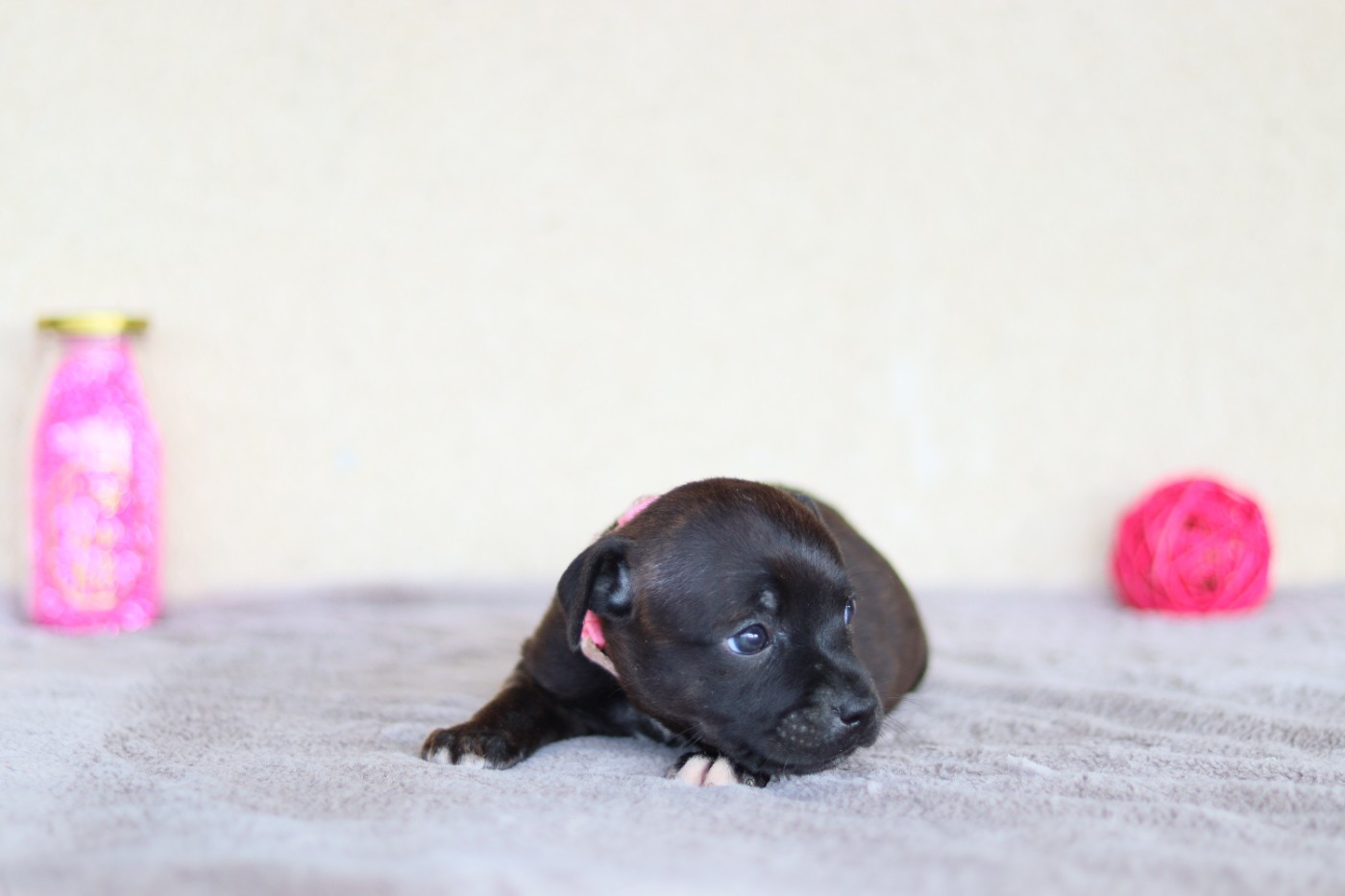 Of The Fara Family - Chiots disponibles - Staffordshire Bull Terrier