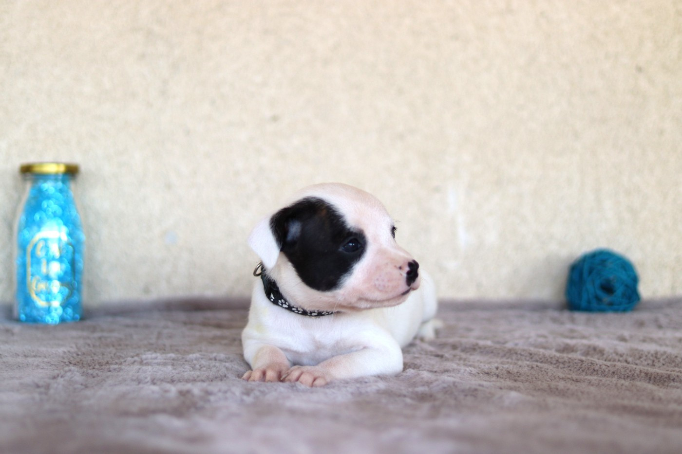 Of The Fara Family - Chiots disponibles - Staffordshire Bull Terrier