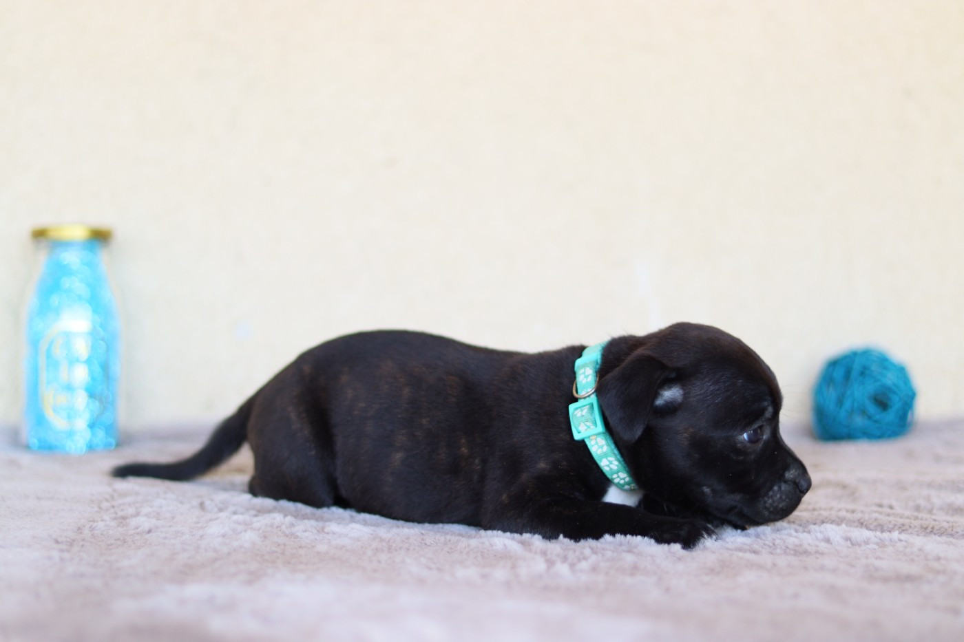 Of The Fara Family - Chiots disponibles - Staffordshire Bull Terrier