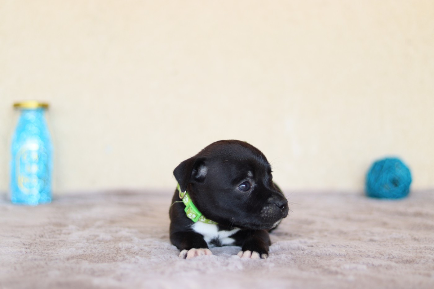 Of The Fara Family - Chiots disponibles - Staffordshire Bull Terrier