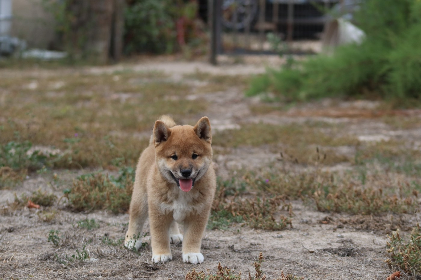 Of The Fara Family - Chiots disponibles - Shiba