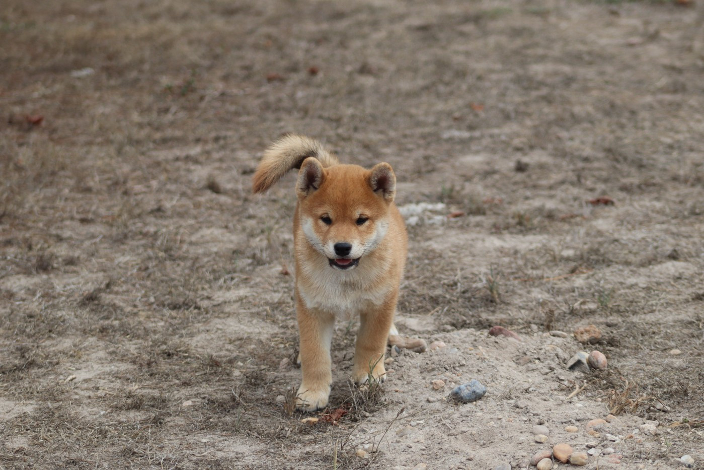 Of The Fara Family - Chiots disponibles - Shiba